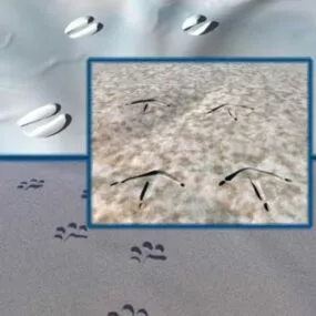 Bird Animal Tracks 3d model