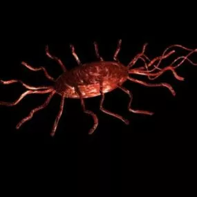 Bacterium Crab 3d model