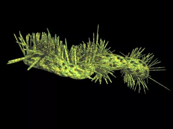 Micro Bacterium 3d model Micro Bacterium 3d model