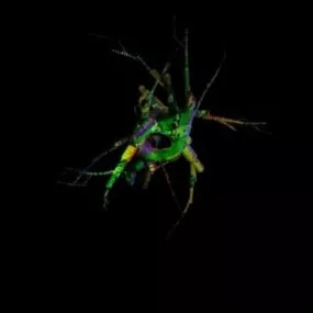 Micro Bacterium 3d model