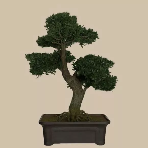 Small Gum Tree 3d model