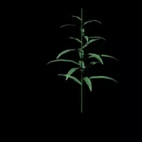 Corn Plant 3d model