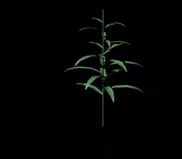 Corn Plant 3d model Corn Plant 3d model
