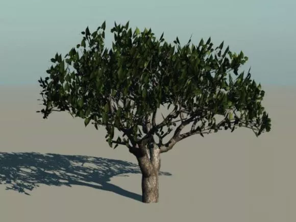Palm Tree, Dwarf Plam 3d model