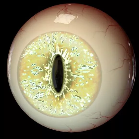Eye Ball For Anatomy Learning 3d model Eye Ball For Anatomy Learning 3d model