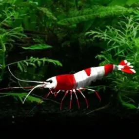 Red Shrimp Sea Animal 3d model