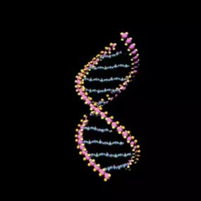 Dna Molecule Science 3d model