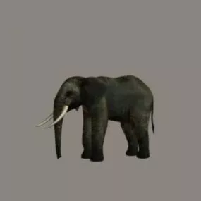 Mature Elephant 3d model
