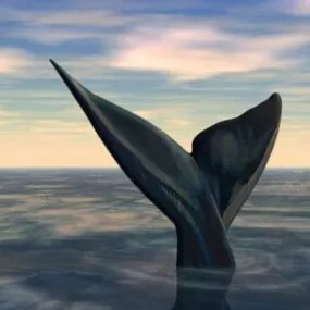 Tail Of Whale Animal 3d model