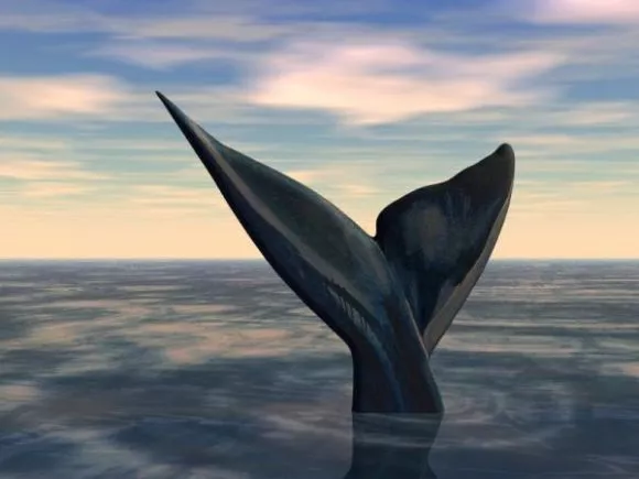 Tail Of Whale Animal 3d model Tail Of Whale Animal 3d model