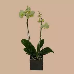Yellow Flower In Pot Decoration 3d model