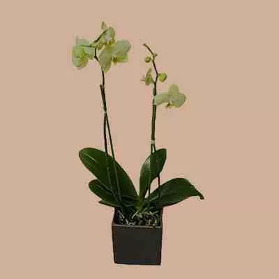 Potted Flower Basket 3d model