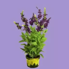 Purple Flower Potted Decoration 3d model