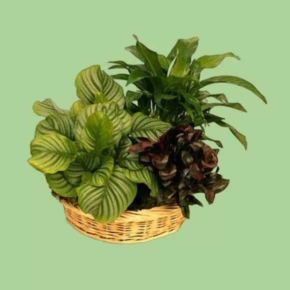 Flower Potted Frame Decoration 3d model