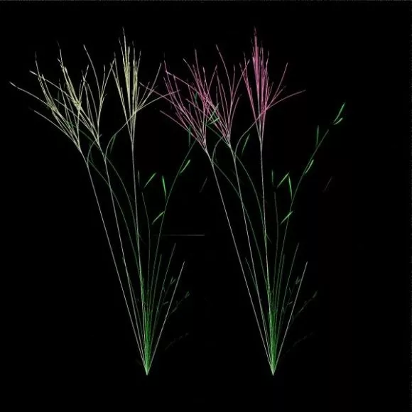 Wild Flower 3d model Wild Flower 3d model