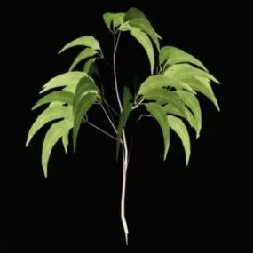 Small Gum Tree 3d model