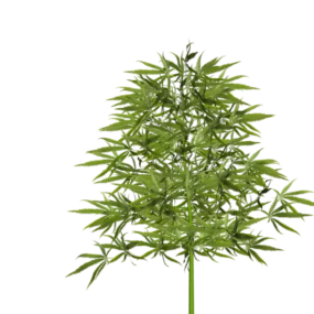 Broadleaf Bamboo Tree 3d model