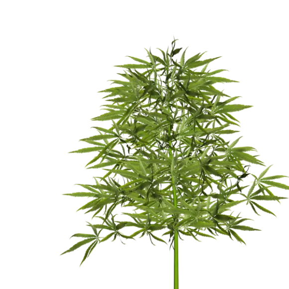 Broadleaf Bamboo Tree 3d model Broadleaf Bamboo Tree 3d model