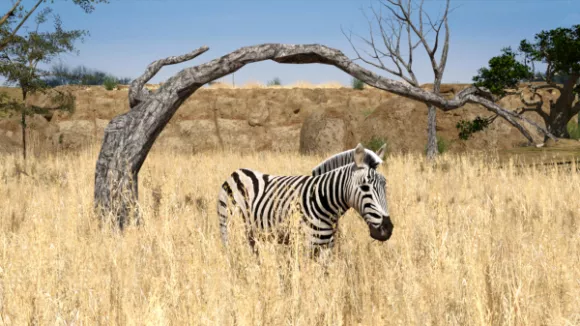 Zebra Animal In African Grass Field 3d model Zebra Animal In African Grass Field 3d model