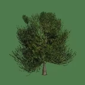 Broadleaf Oak Tree 3d model