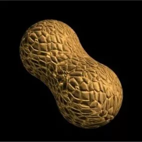 Peanut Seed 3d model