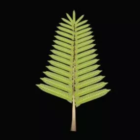 Fern Leaf Plant 3d model
