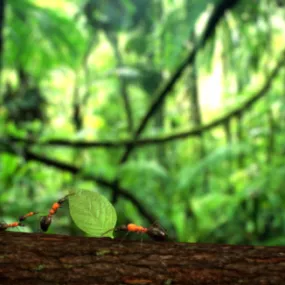 Forest Plant Nature Tree 3d model