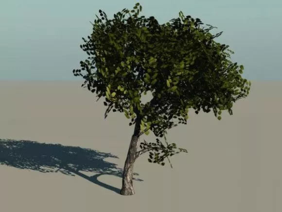 Leaf Tree Small Size 3d model