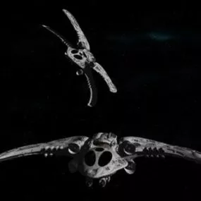 Animal Cross Wing 3d model