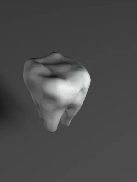 Tooth Human Anatomy 3d model Tooth Human Anatomy 3d model