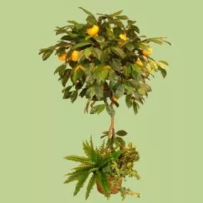 Broadleaf Palm Tree 3d model