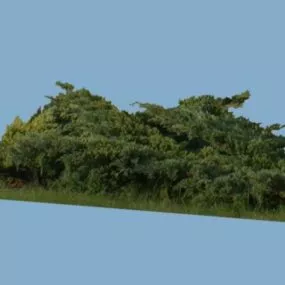 Broadleaf Tree Set 3d model