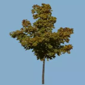 Summer Broadleaf Tree 3d model