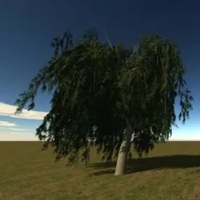 Single Broadleaf Tree 3d model