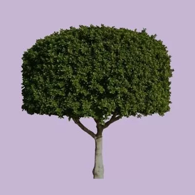 Tropical Desert Oasis Landscape With Coconut 3d model