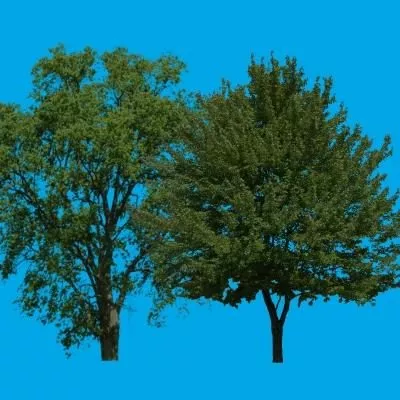 Large Willow Tree 3d model
