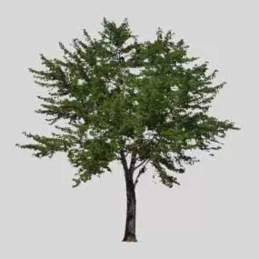 Tropical Broadleaf Tree 3d model