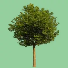 Garden Broadleaf Tree 3d model
