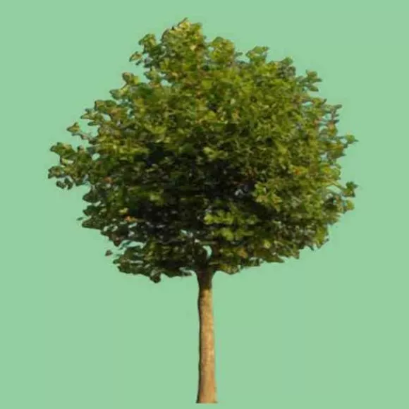 Garden Broadleaf Tree 3d model Garden Broadleaf Tree 3d model