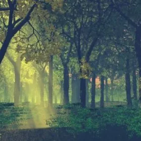 Deep Forest Landscape 3d model