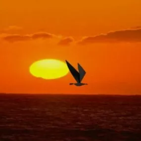 Flying Bird Sunset Sky 3d model