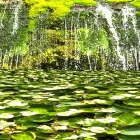 Jungle Forest Landscape 3d model