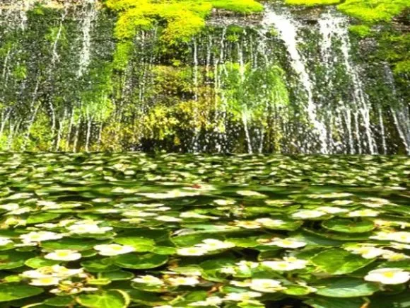 Jungle Forest Landscape 3d model Jungle Forest Landscape 3d model