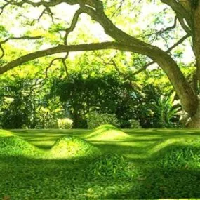 Forest Landscape With Big Tree 3d model
