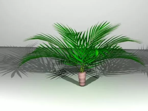 Blackboard Tree, Milkwood Pine Flower 3d model