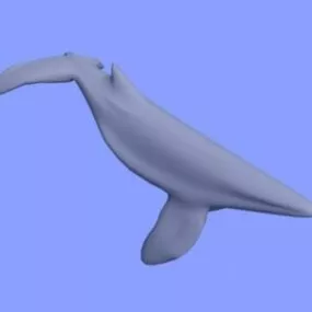 Sea Whale Animal 3d model