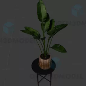 Potted Plant On Wooden Small Table 3d model