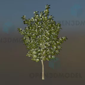 Arbre Tree 3d model