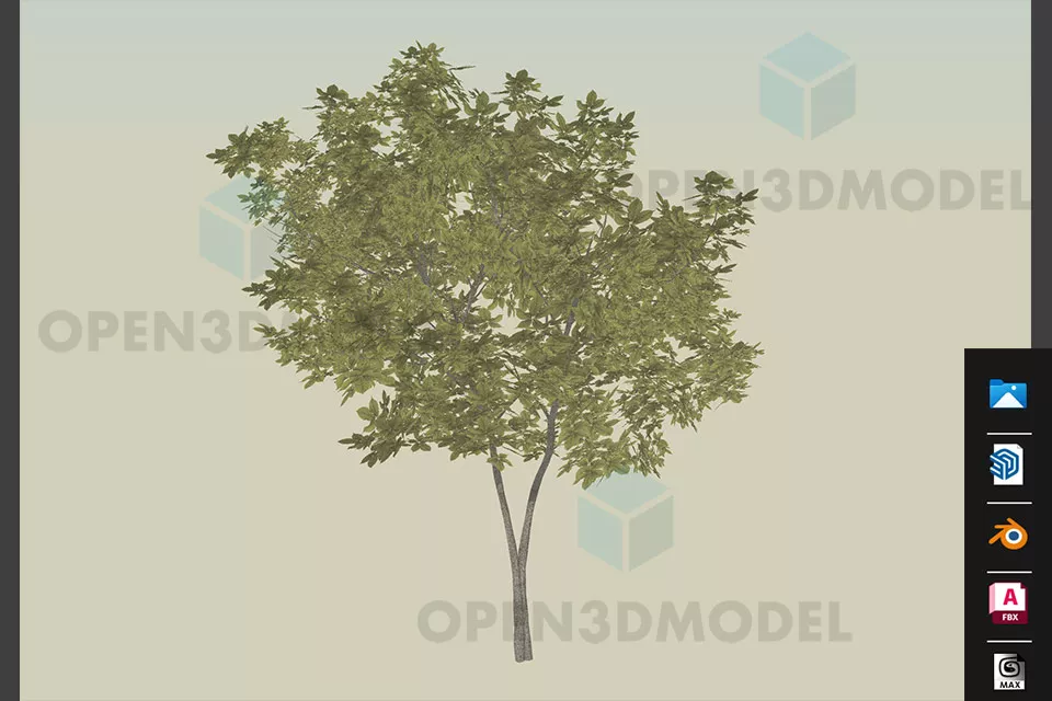 Medium Size Tree With Green Leaves, Garden Tree 3d model Medium Size Tree With Green Leaves, Garden Tree 3d model