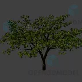 Maple Tree, Summer Tree 3d model